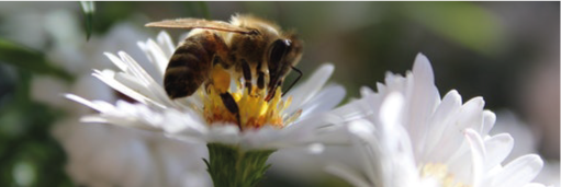Venta de miel de abeja melipona.