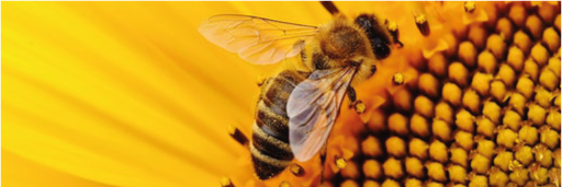 Venta de miel de abeja multifloral.