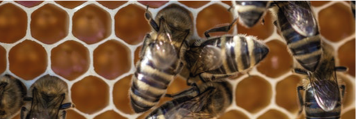 Servicio de venta y entrega de miel de abeja natural a domicilio.