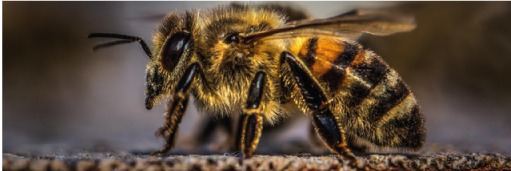 Venta de miel de abeja orgánica.