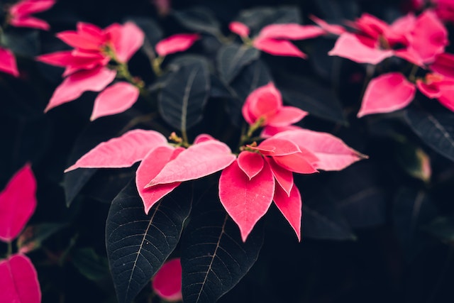 Flor de noche buena a domicilio en Ciudad Nezahualcóyotl | Viverland©