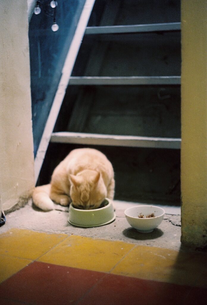 Animal de compañia comiendo croquetas al pie de una escalera.